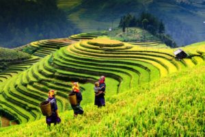 visiter un champ de riz au Vietnam