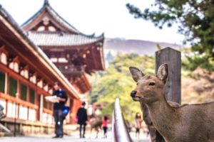 voyage au japon circuit guide francophone